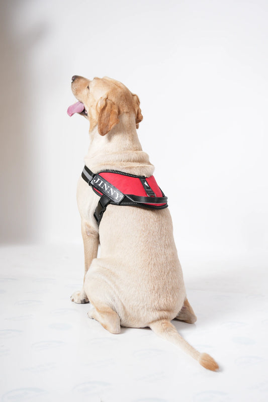 Red_dog harness