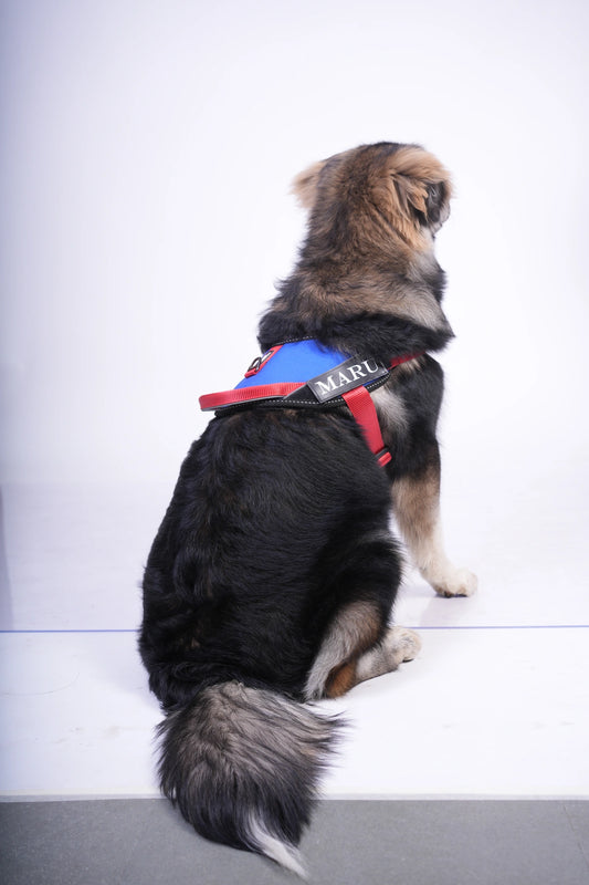 Royal-Red-dog harness