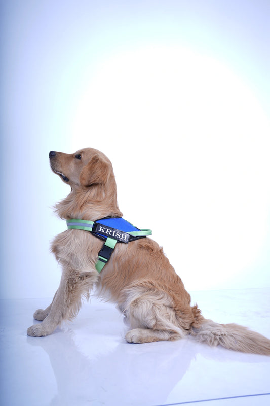 Royal-Parrot-dog harness