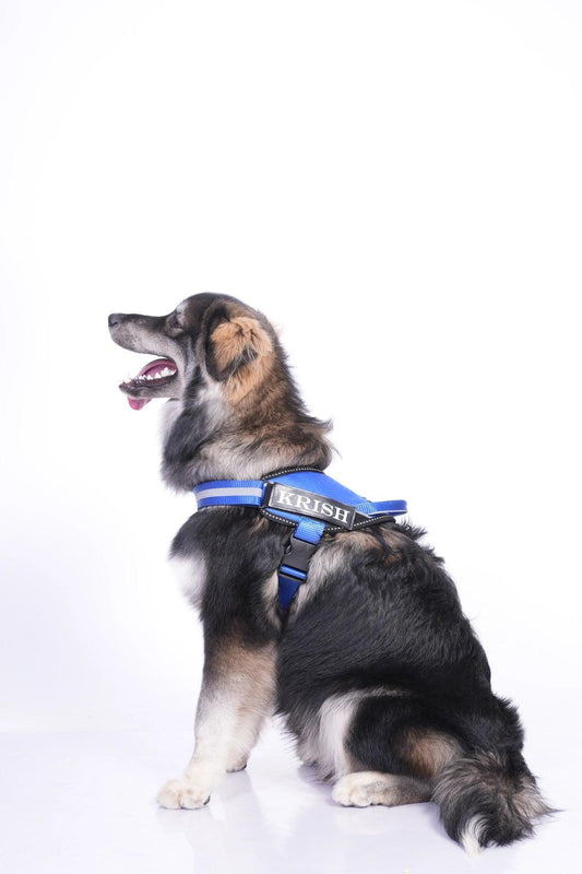 Royal-Royal_dog harness