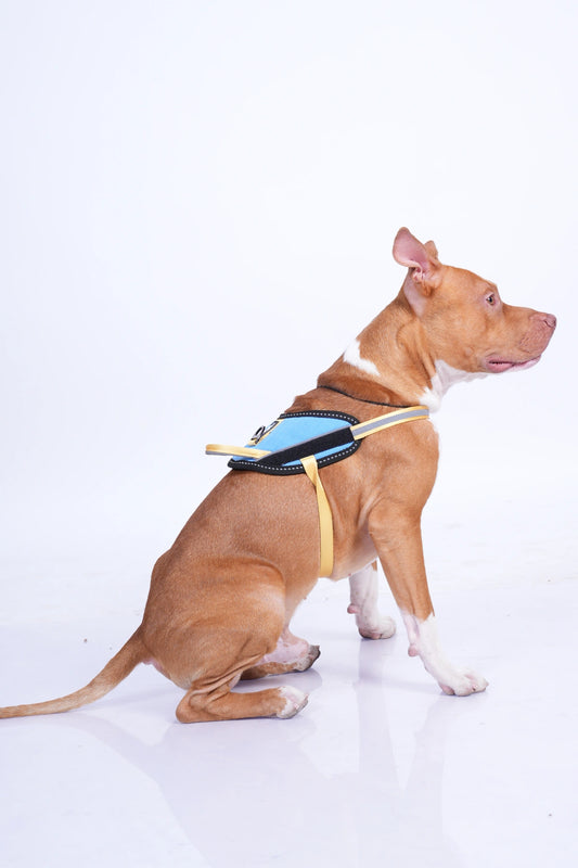 Sky Blue-Yellow-dog harness