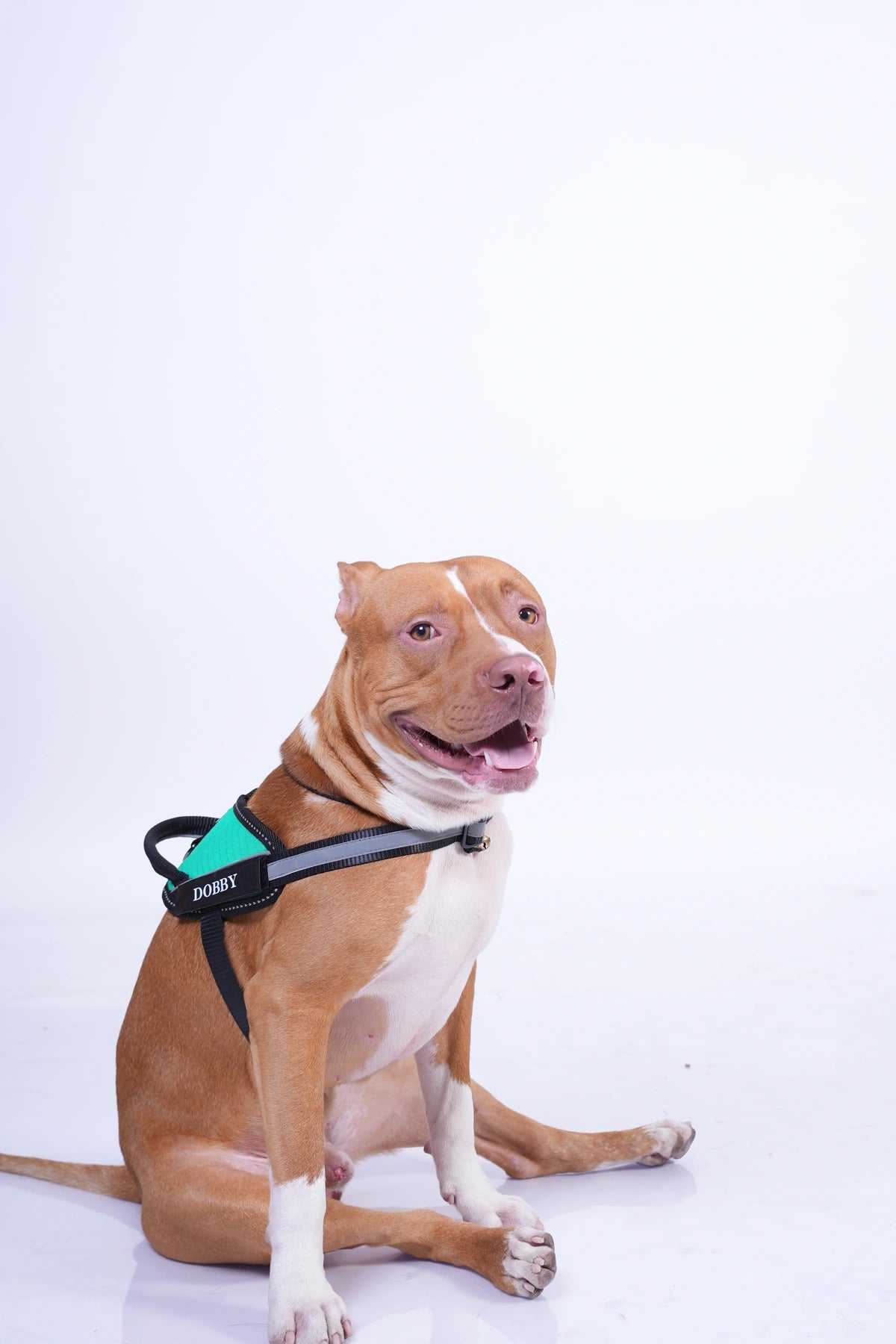 Teal_dog harness