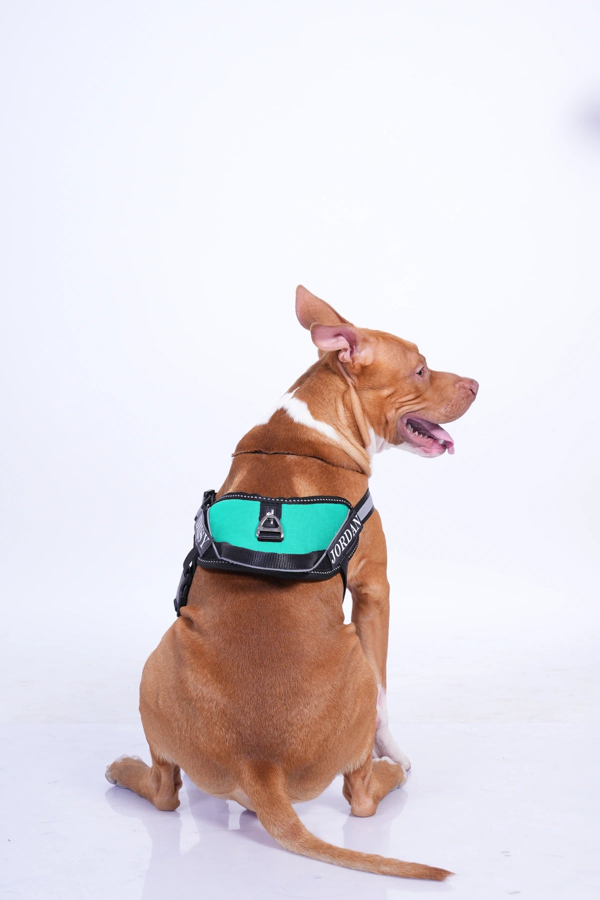 Teal_dog harness