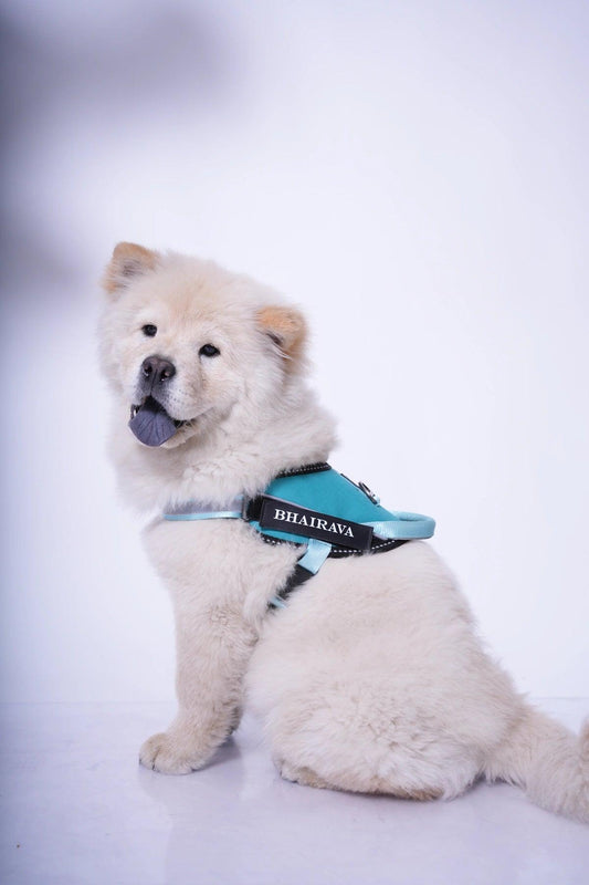 Teal-Teal_dog harness