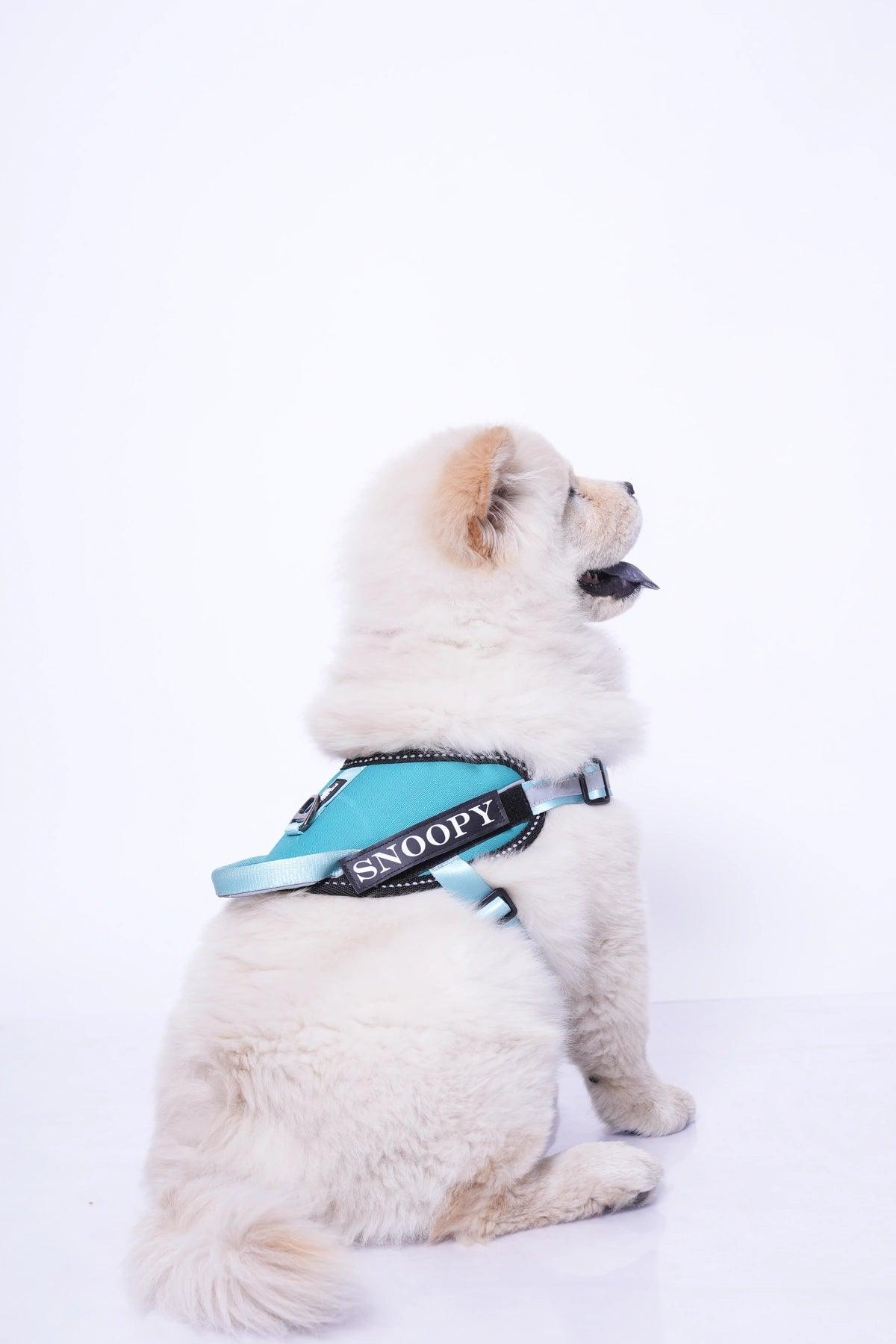 Teal-Teal_dog harness