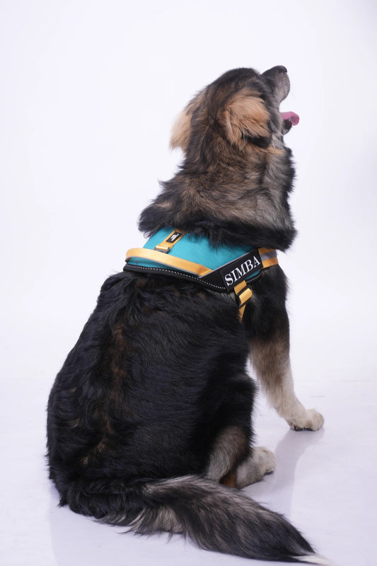 Teal-Yellow-dog harness