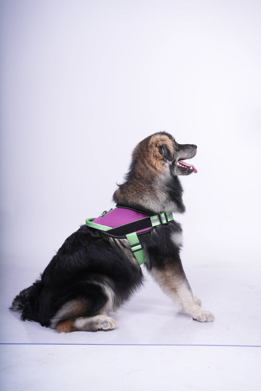 Violet-Parrot-dog harness