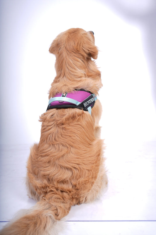 Violet-Teal-dog harness