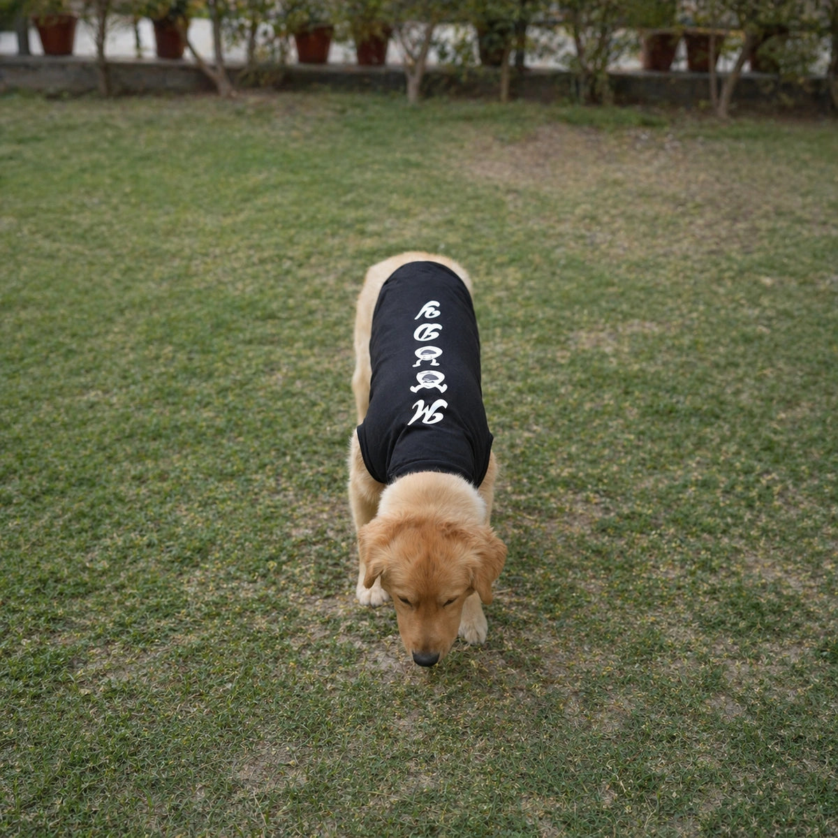 Thunder Tails MOODY T-shirts