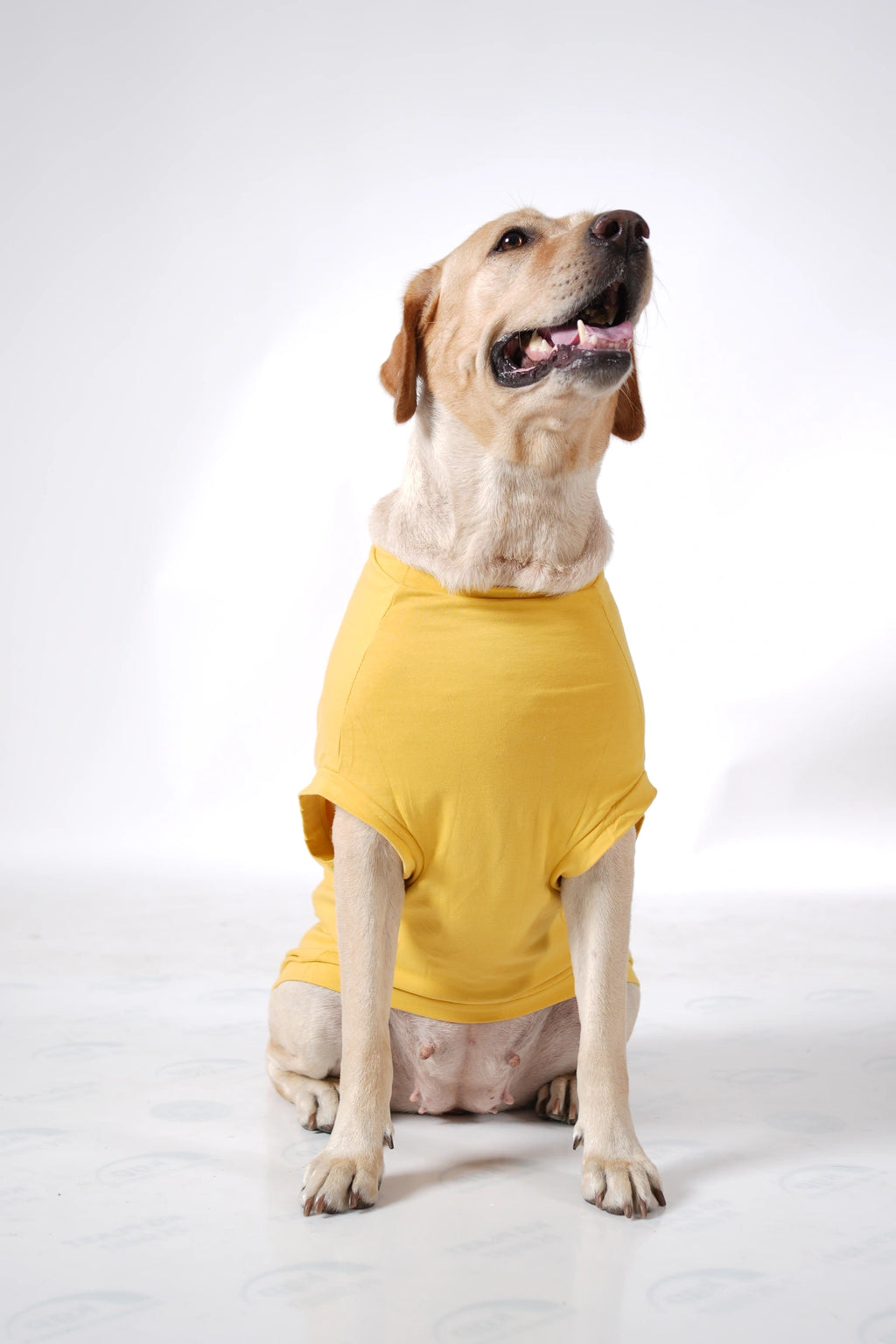 Thunder Tails I PUT ADORE IN LABRADOR T-shirts