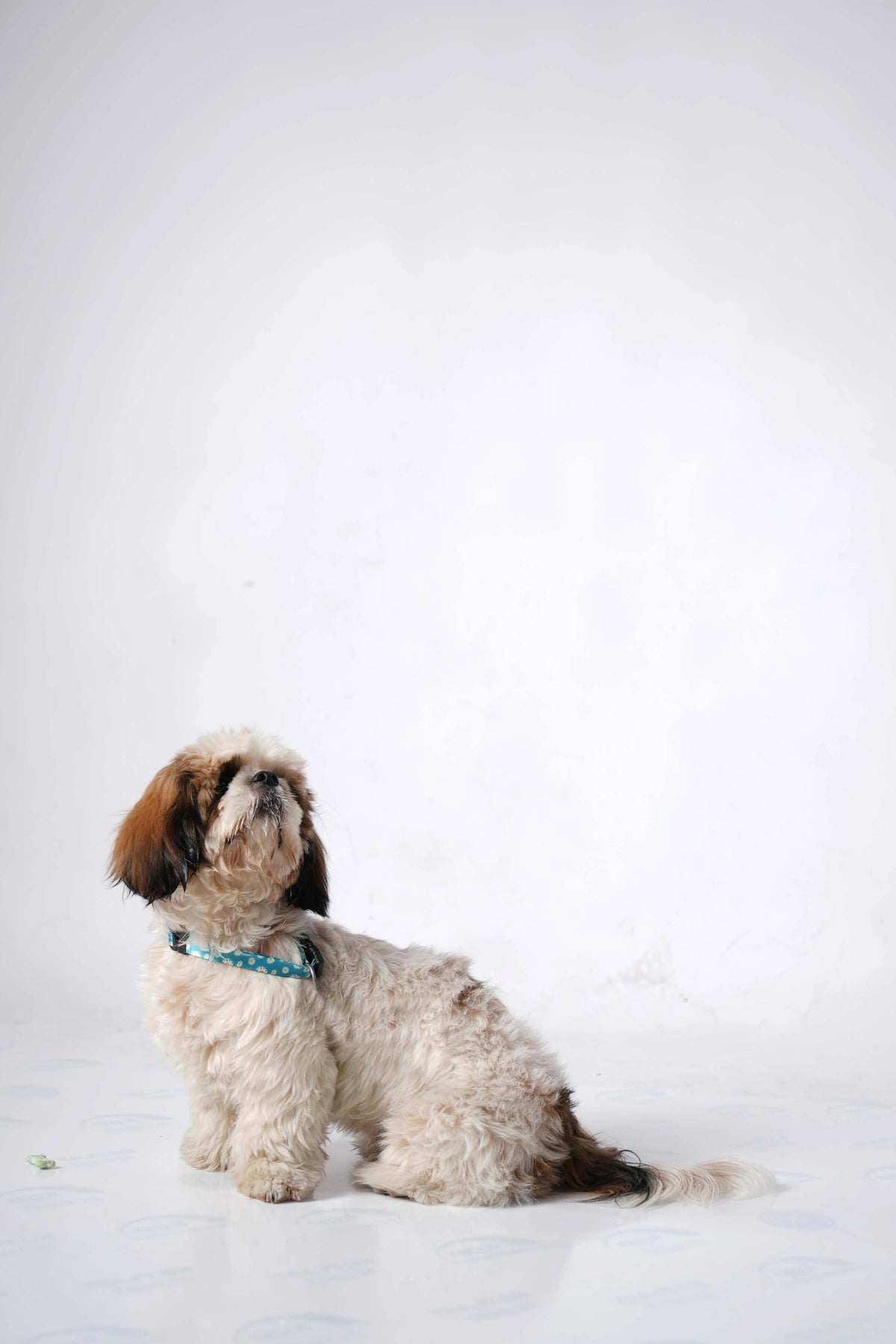 Thunder Tails Elite Nylon Printed Collars- Teal Floral