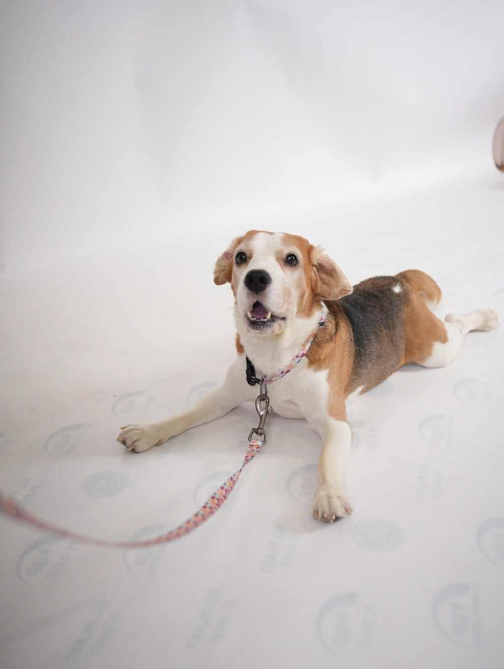 Thunder Tails Elite Nylon Printed Leash- Multi Stones