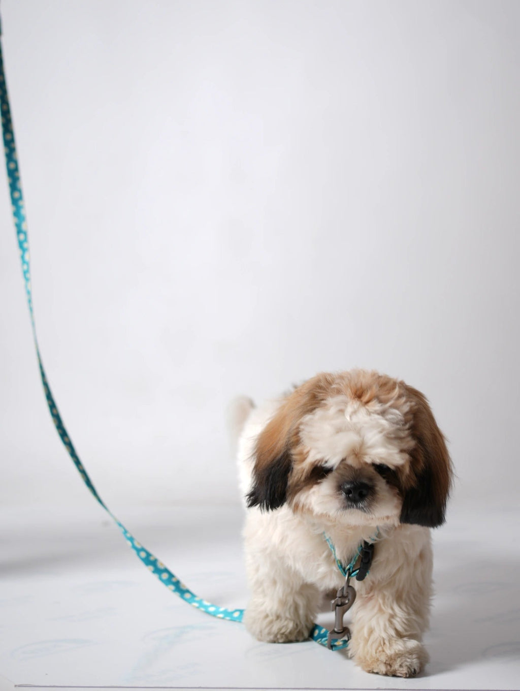 Thunder Tails Elite Nylon Printed Leash- Teal Floral