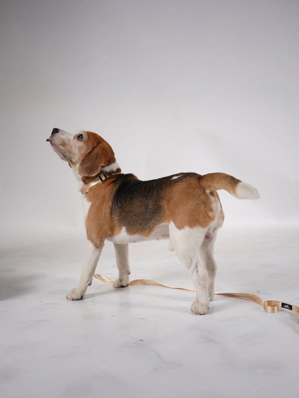 Thunder Tails Elite Nylon Printed Leash- Yellow Abstract Print