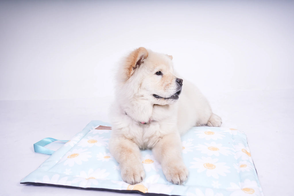 Thunder Tails 5-More-Minutes Dog Mats- Mint Floral Print