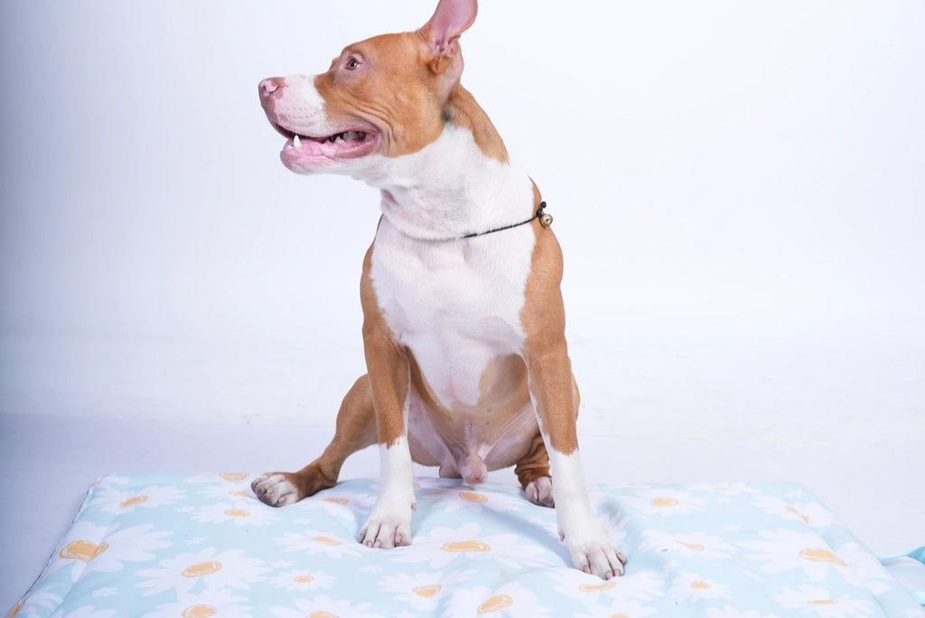 Thunder Tails 5-More-Minutes Dog Mats- Mint Floral Print