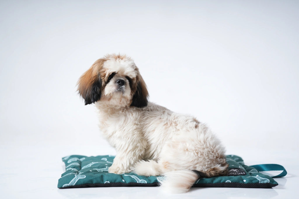 Thunder Tails 5-More-Minutes Dog Mats- Teal Bone Print