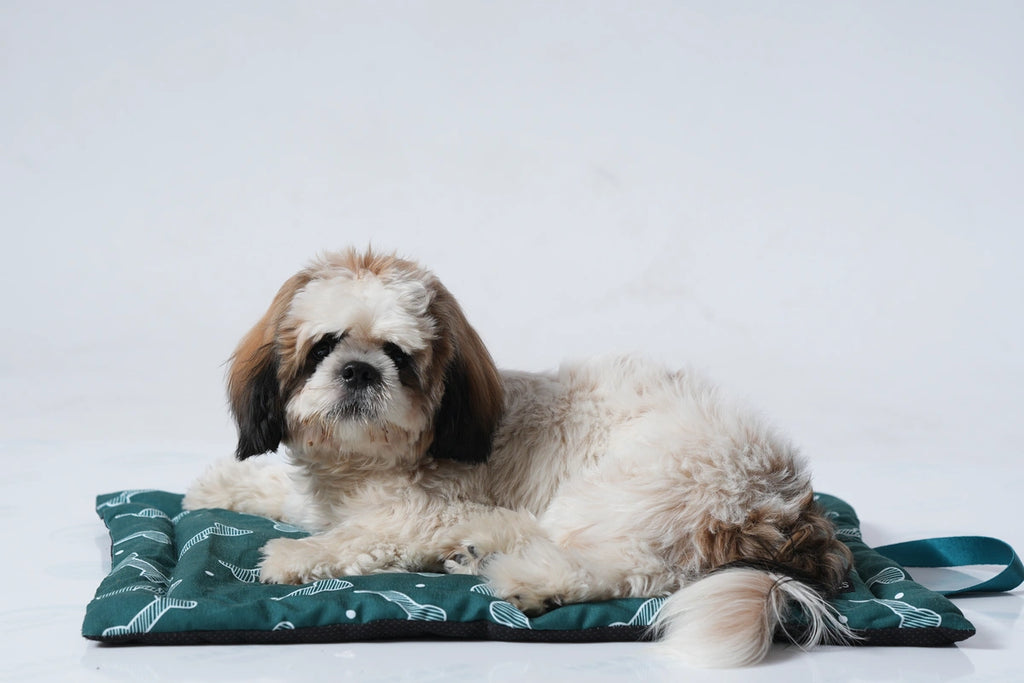 Thunder Tails 5-More-Minutes Dog Mats- Teal Bone Print