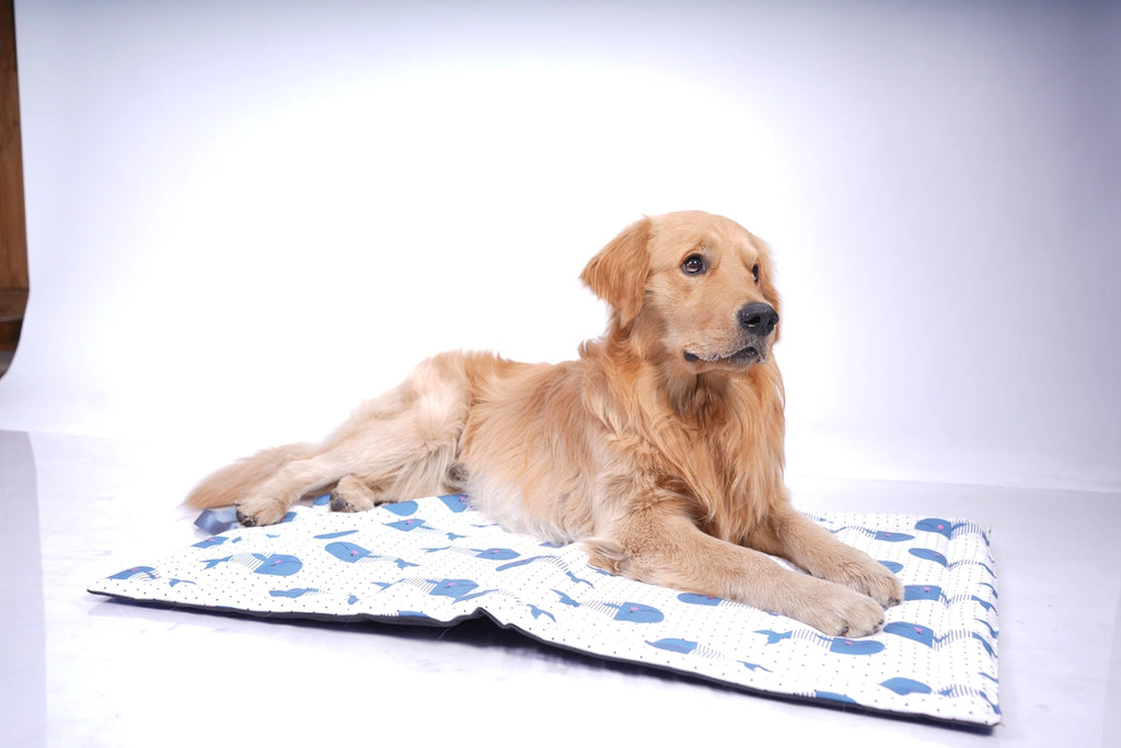 Thunder Tails 5-More-Minutes Dog Mats- Whale Print