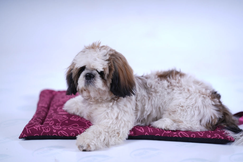 Thunder Tails 5-More-Minutes Dog Mats- Burgundy Doodle Print