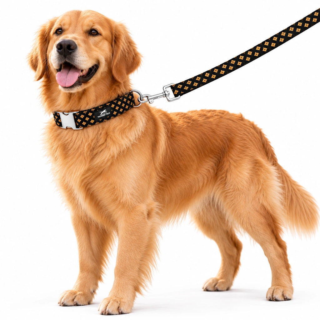 Thunder Tails Rangrez Collar + Leash Set - Black