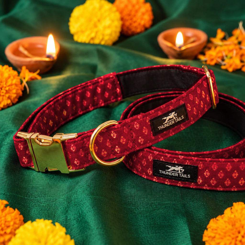 Thunder Tails Rangrez maroon brocade dog collar and leash set with gold buckle on festive Diwali backdrop