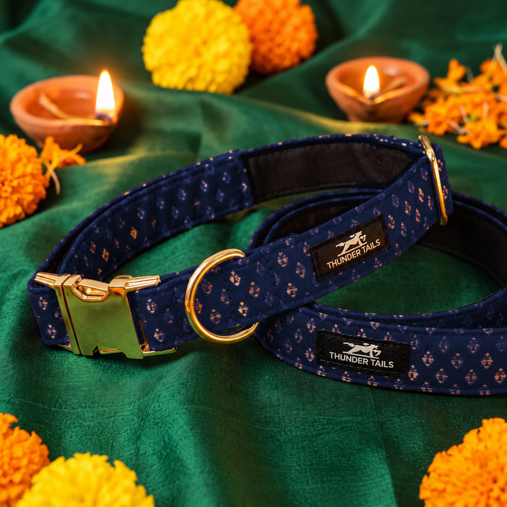 Thunder Tails Rangrez navy brocade dog collar and leash set with gold buckle on festive Diwali backdrop