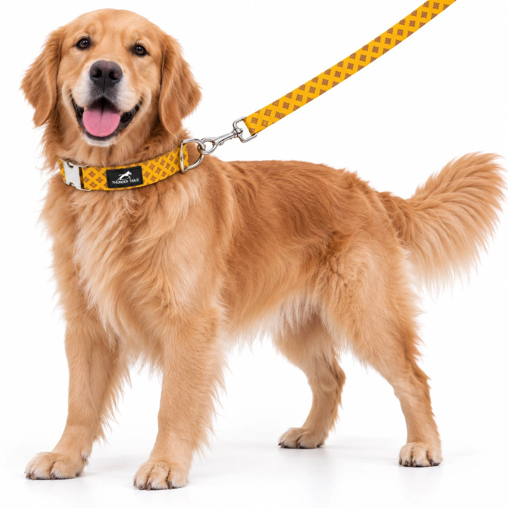 Thunder Tails Rangrez Collar + Leash Set - Yellow