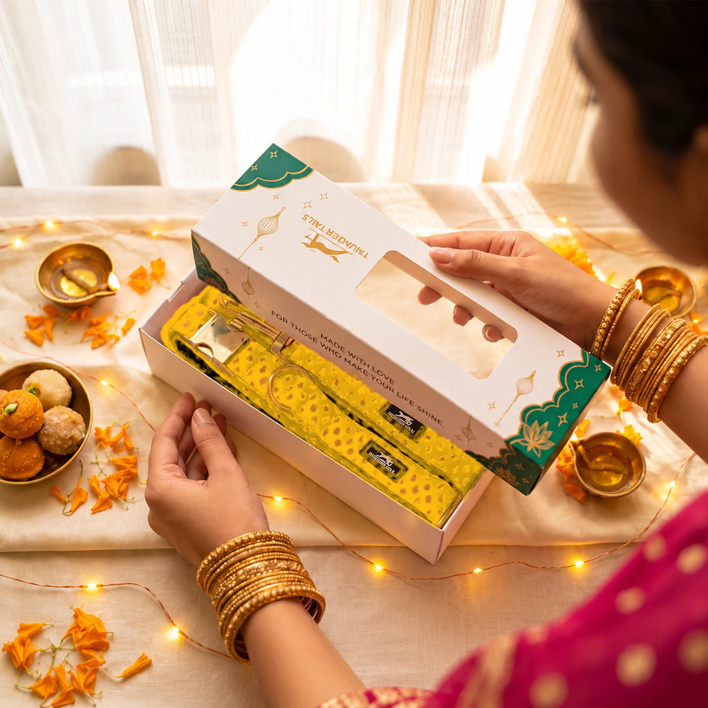 Thunder Tails Rangrez yellow brocade dog collar and leash set in premium Utsav gift box