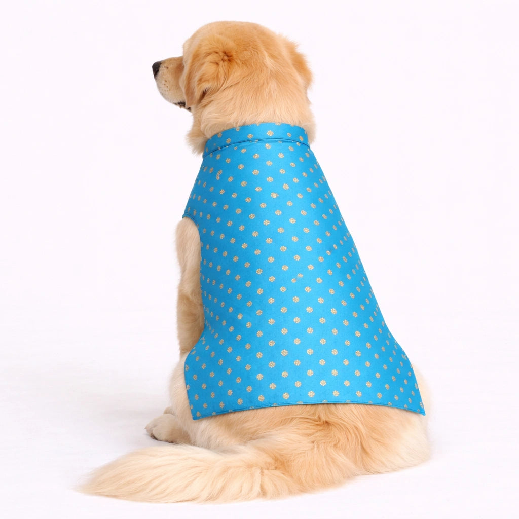 Thunder Tails Blue Polka Festive Sherwani