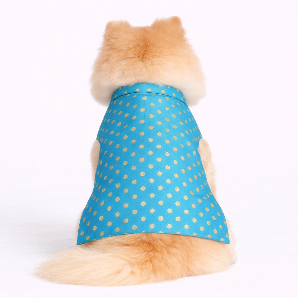 Thunder Tails Blue Polka Festive Sherwani