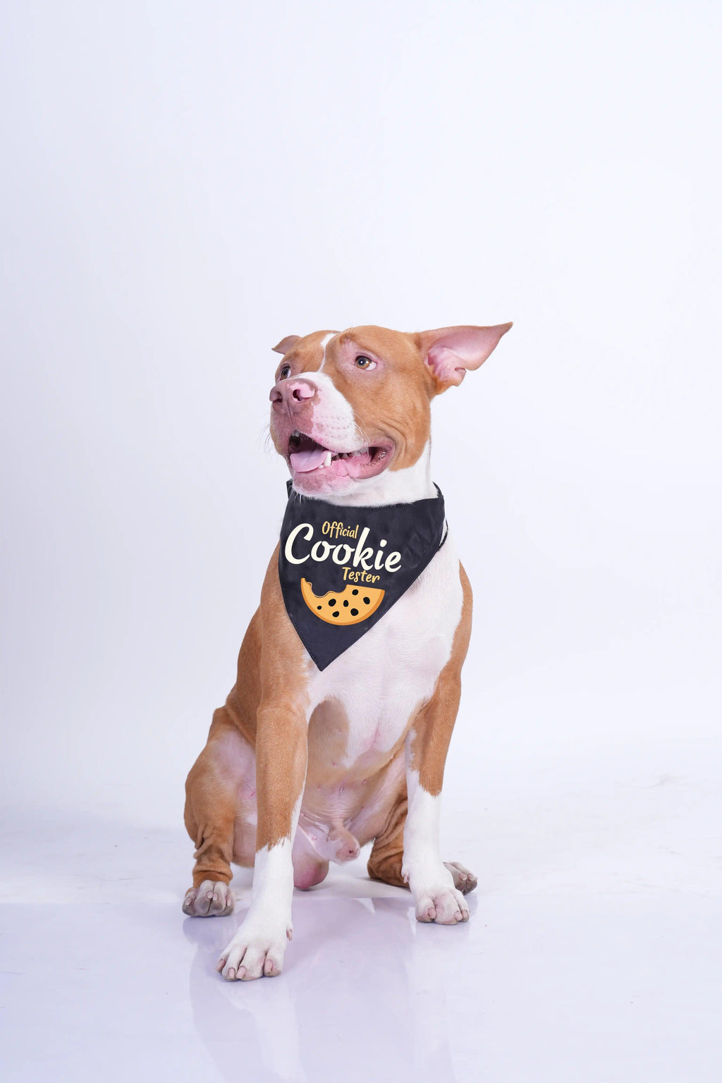 Thunder Tails Dog Bandana- Official Cookie Tester