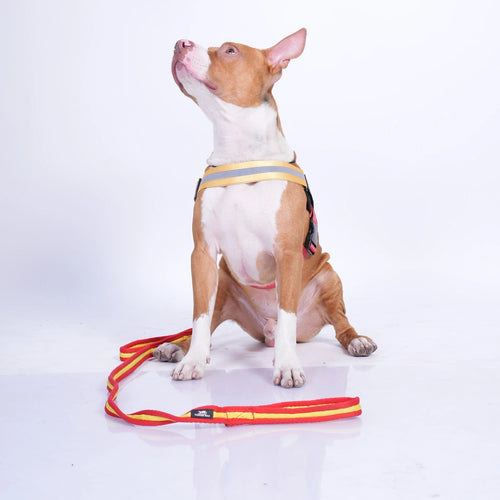 SuperSoft Padded Dual Handle Leash