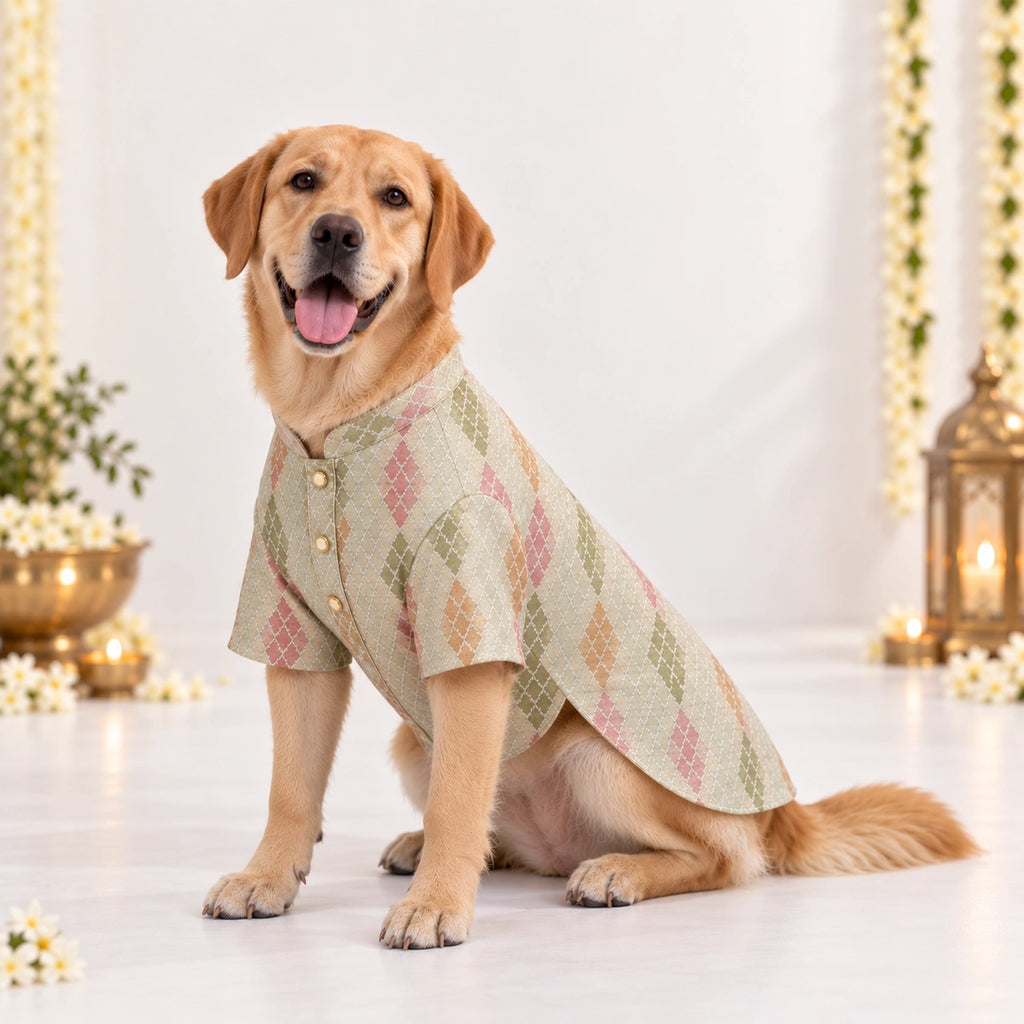 Thunder Tails Jashn Dog Kurta - Cream Zari