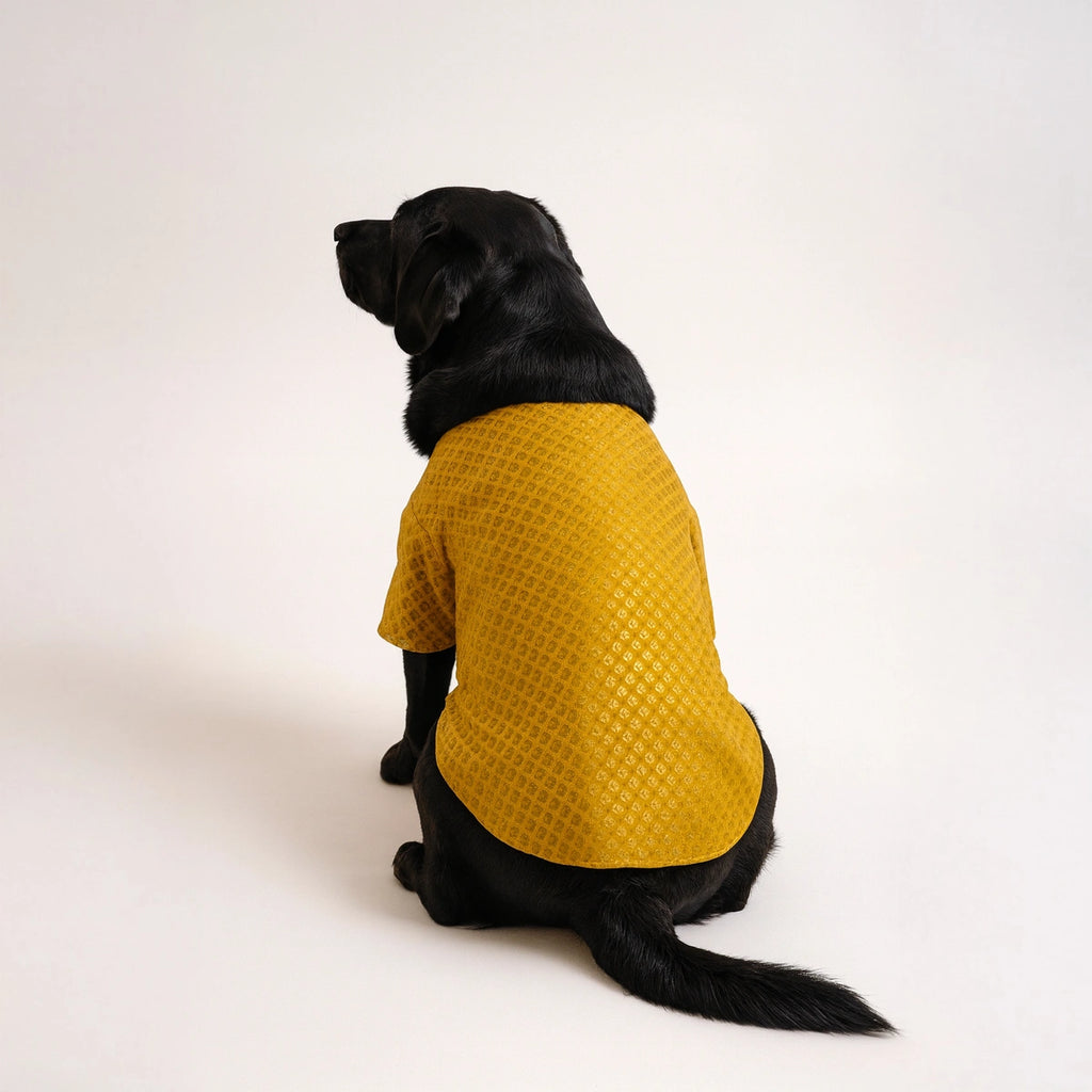 Thunder Tails Yellow Brocade Festive Kurta