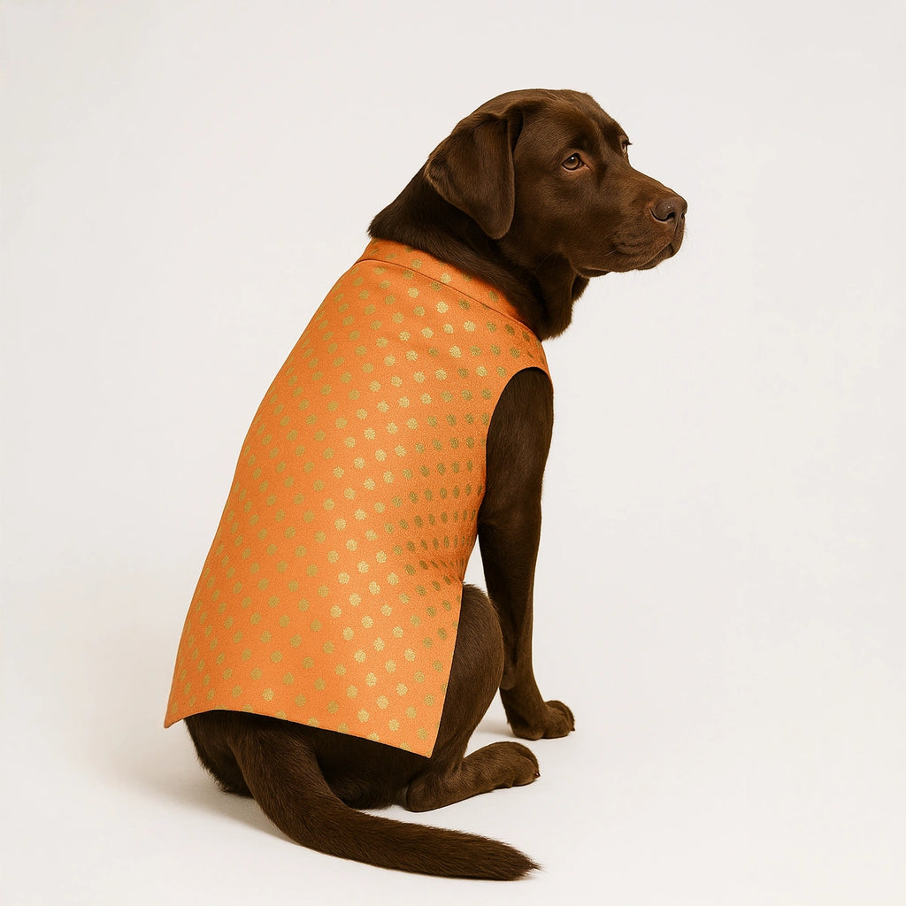 Thunder Tails Peach Polka Festive Sherwani