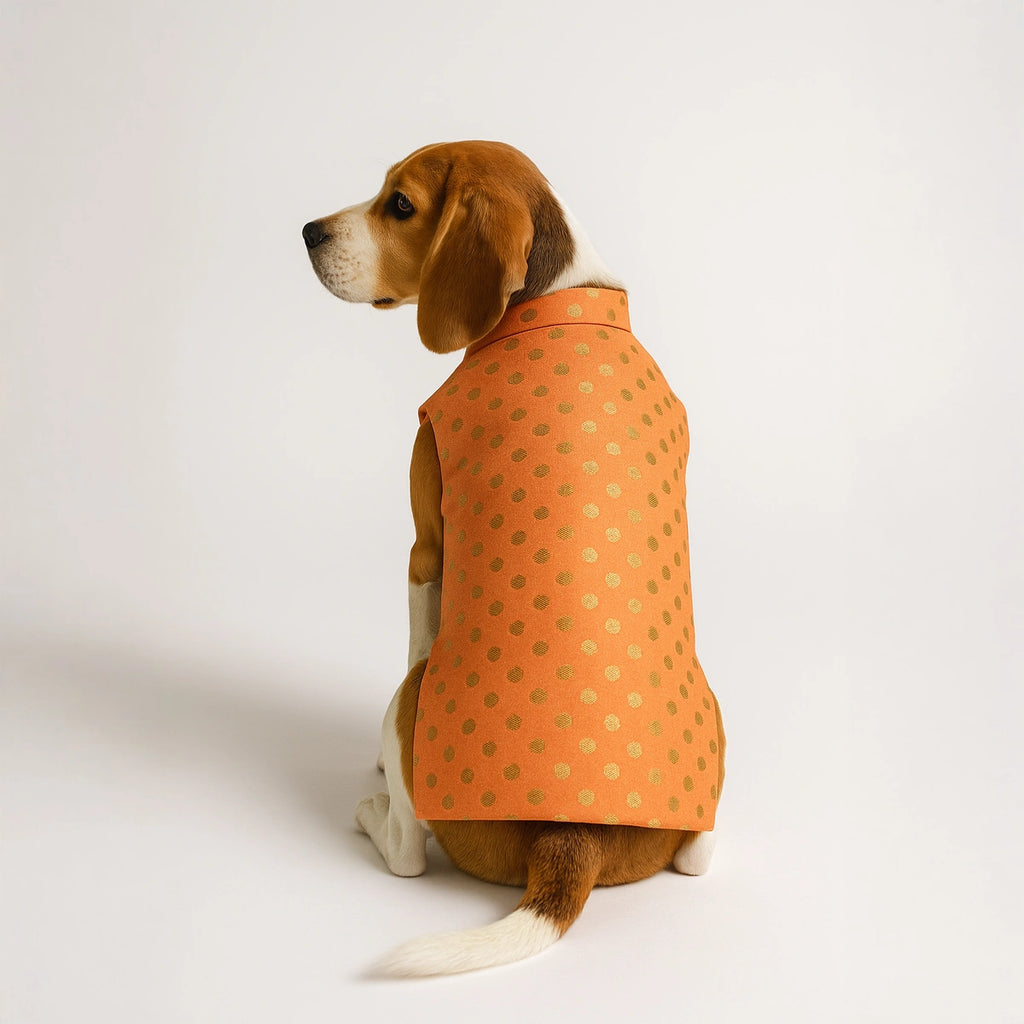 Thunder Tails Peach Polka Festive Sherwani