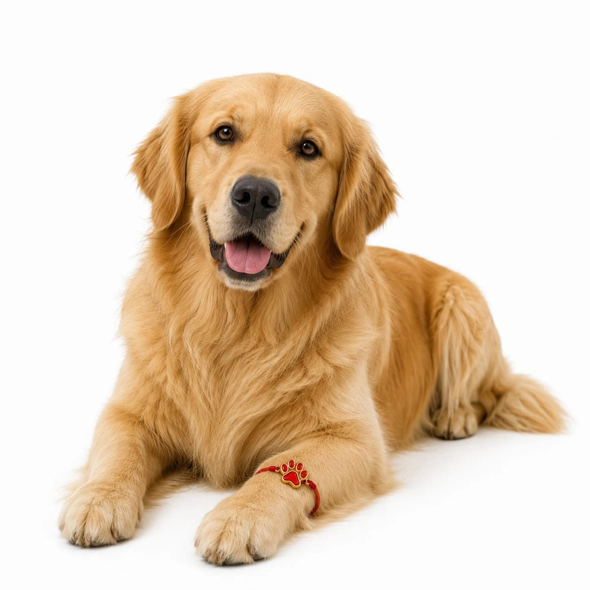 Thunder Tails Pet Tie Rakhi for Dogs - Red Paw Medium