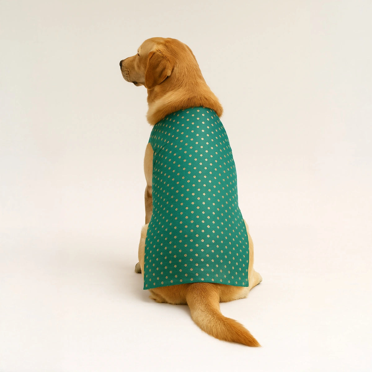 Thunder Tails Teal Polka Festive Sherwani