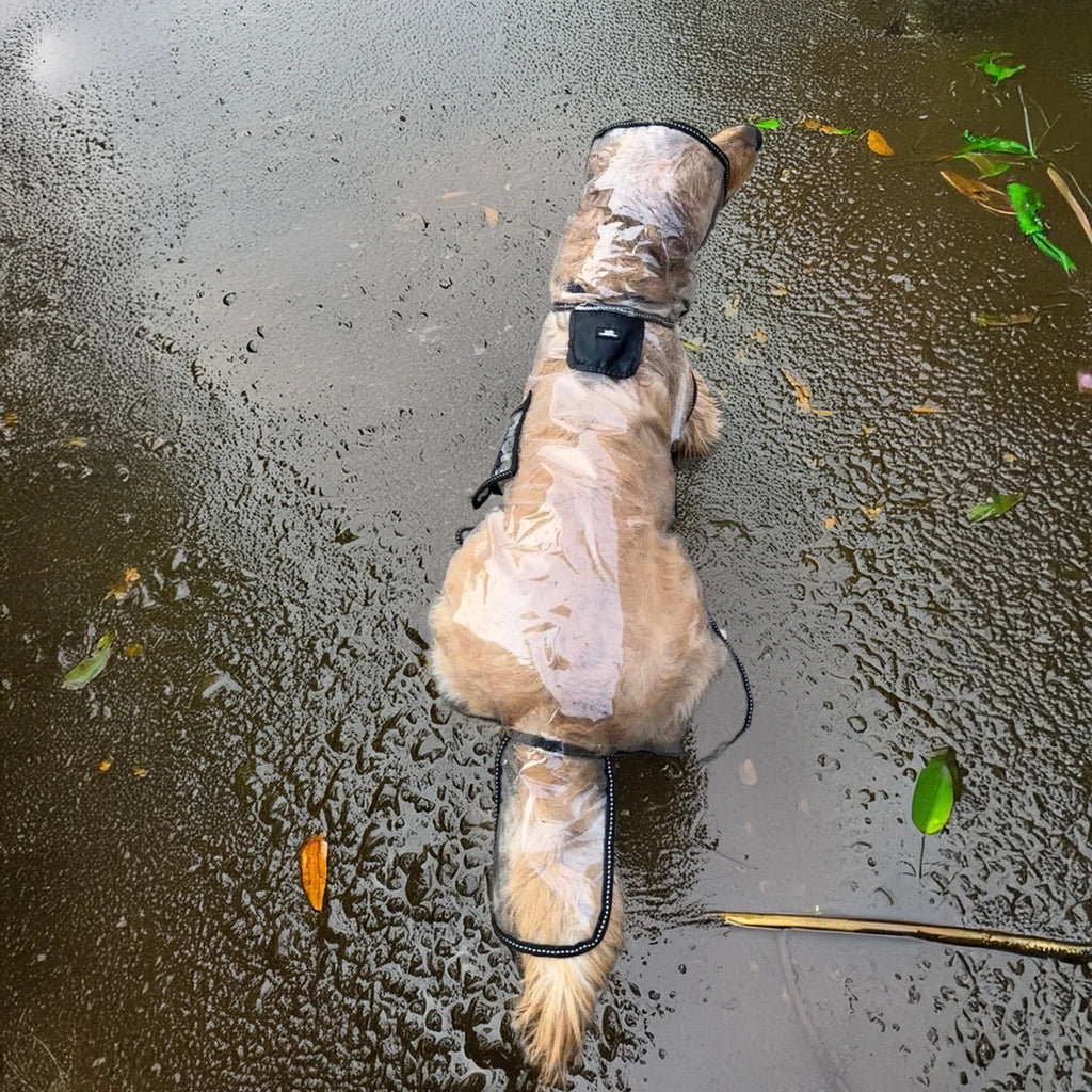 Thunder Tails Transparent Raincoat