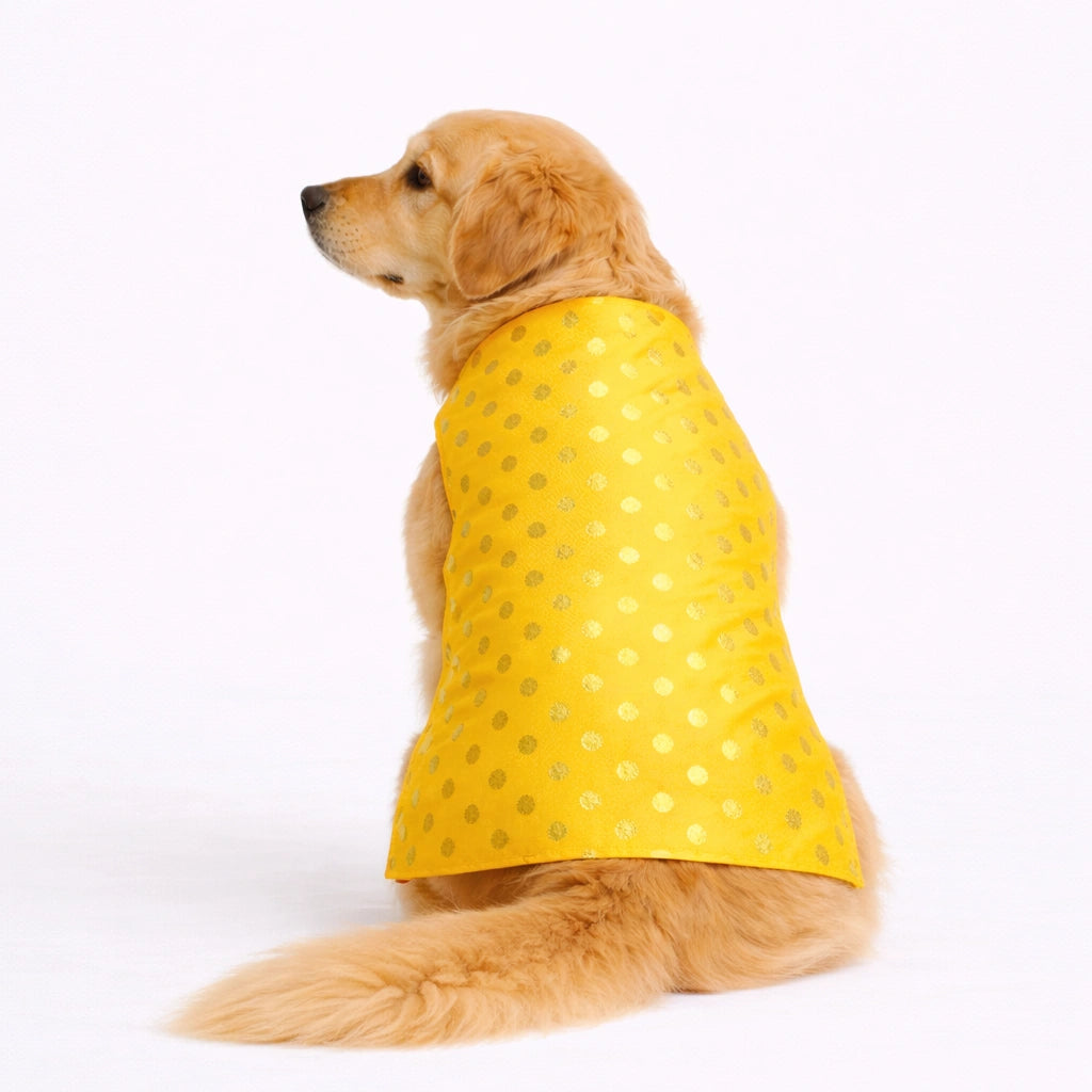Thunder Tails Yellow Polka Festive Sherwani