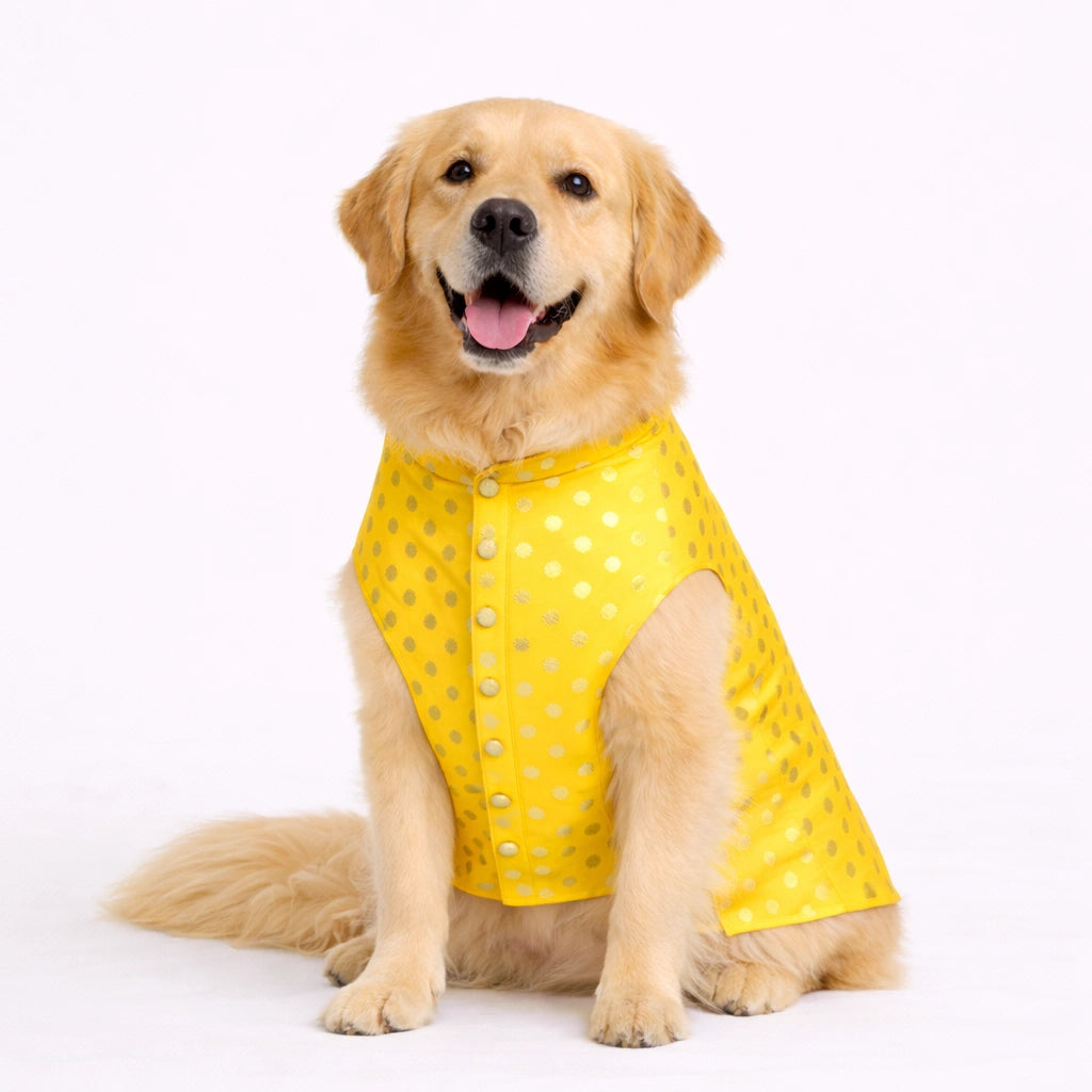 Thunder Tails Yellow Polka Festive Sherwani