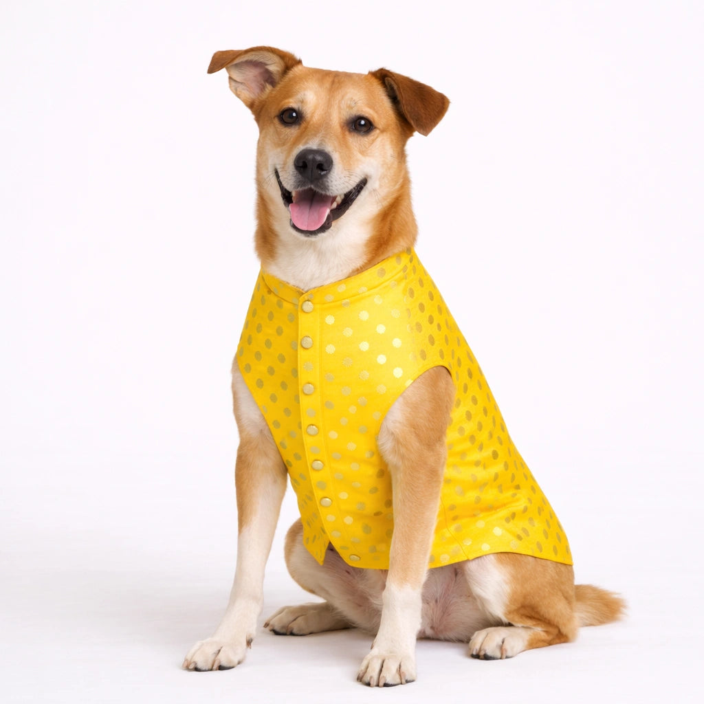 Thunder Tails Yellow Polka Festive Sherwani