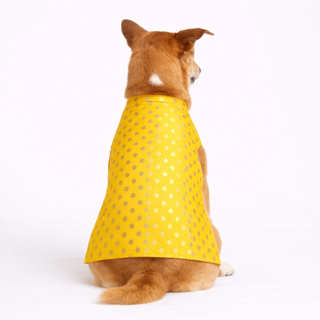 Thunder Tails Yellow Polka Festive Sherwani